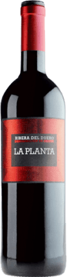19,95 € Envío gratis | Vino tinto Arzuaga La Planta Joven D.O. Ribera del Duero Castilla y León España Tempranillo Botella Magnum 1,5 L